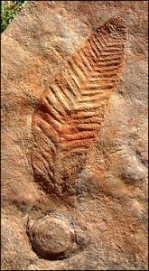 Resultado de imagen de fauna del precambrico