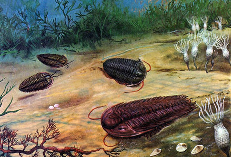 Principales especies del Neoproterozoico