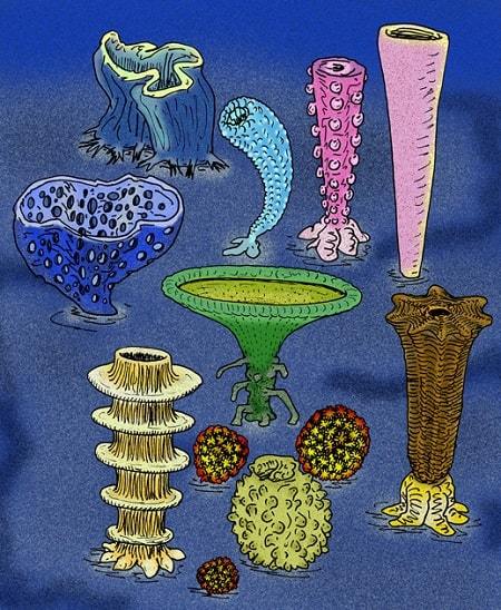 animales y corales marinos del carbonifero