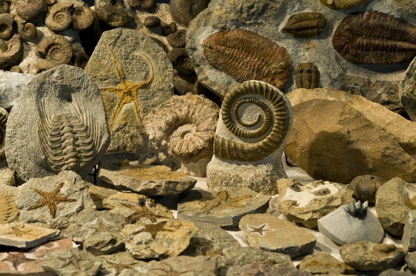 Fósiles marinos durante el eón Fanerozoico